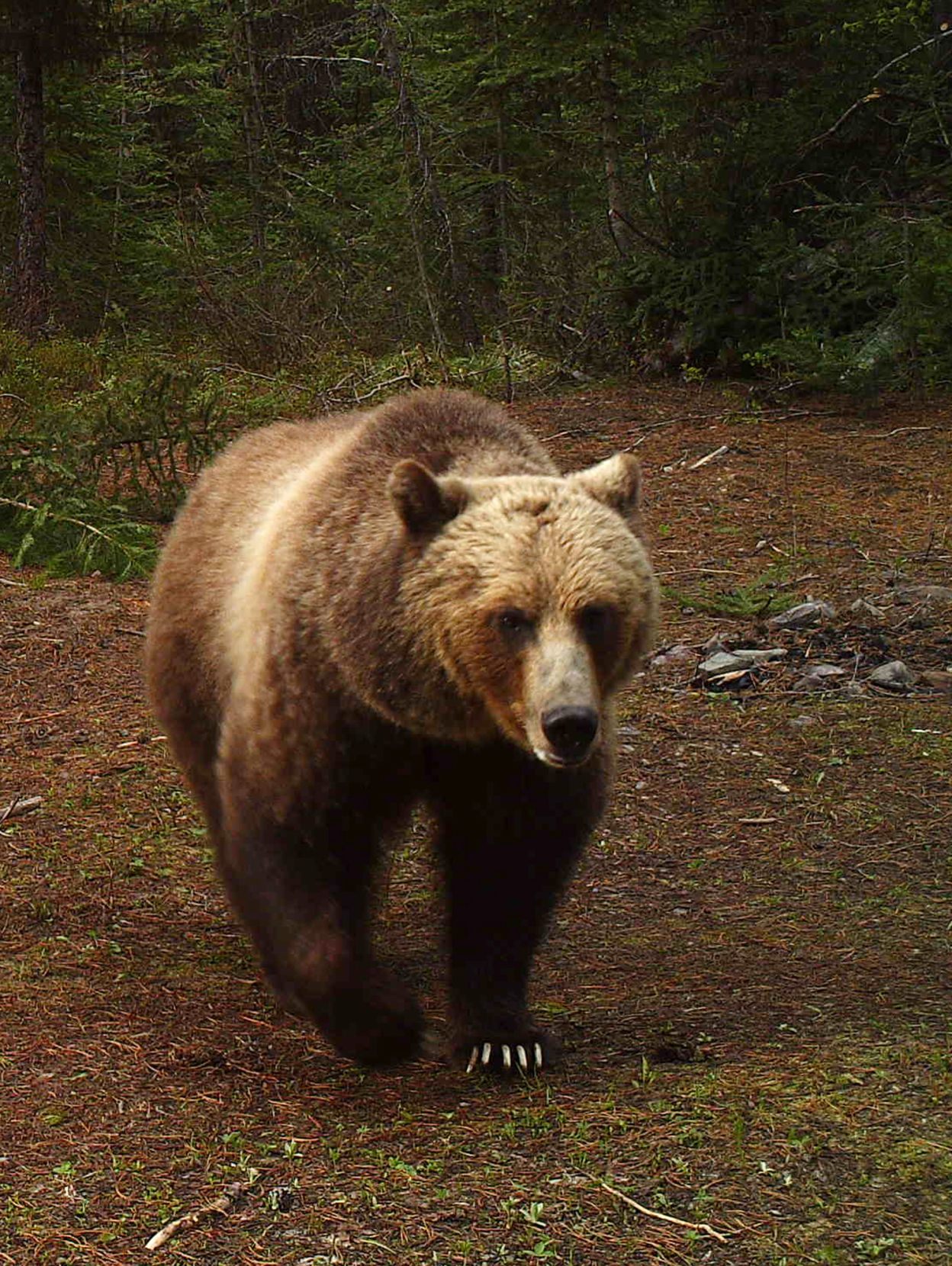 Grizzly Bears Montana